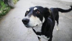images (2)